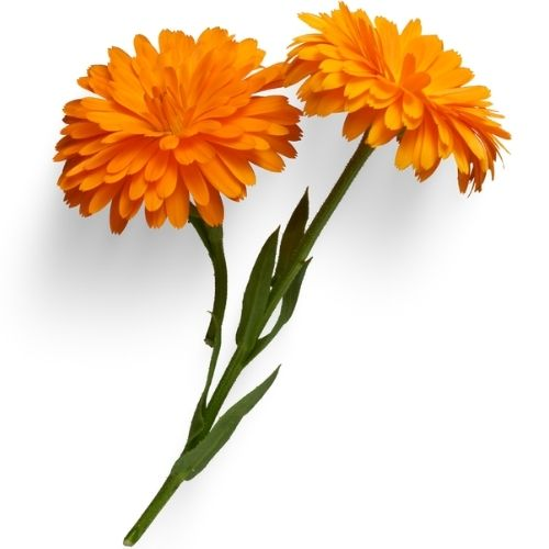 Calendula